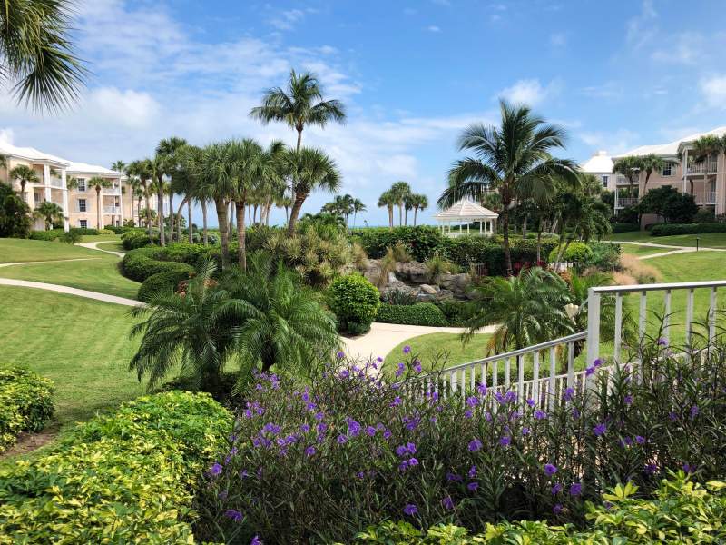 Scenic landscaping with foreground flowers